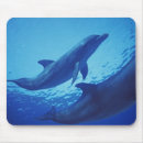 Recherche de habitat tapis souris Mer