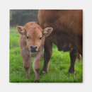 Suche nach kalb magnete Niedlich