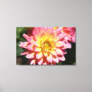 Suche nach dahlien leinwandbilder Rosa