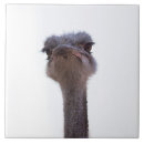 Suche nach lustiger vogel fliesen Tier