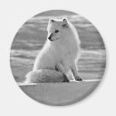 Recherche de renard arctique magnets Alaska