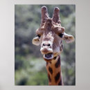 Recherche de girrafe posters Nature