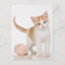Recherche de chaîne cartes postales Chat
