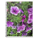 Recherche de pétunia photographie Fleurs violettes