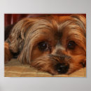 Suche nach yorkie poster Yorkshire terrier