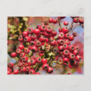 Recherche de aubépine cartes postales Baies