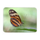 Recherche de tiger magnets Faune