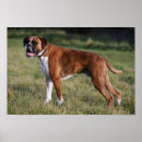 Suche nach boxer dog poster Rot und weiß