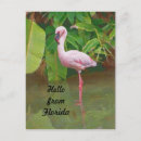 Suche nach rosa wasser postkarten Flamingo