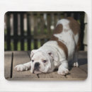 Suche nach englische bulldogge mousepads Horizontal