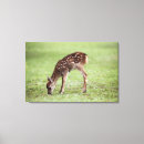 Suche nach reh poster Gepunktet