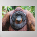 Suche nach orang utans poster Indonesien