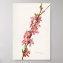 Recherche de vintage nourriture posters Floral