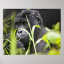 Suche nach uganda poster Nationalpark