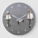 Recherche de cygne muet Cygnets