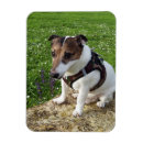 Recherche de jack russel magnets Terrier