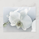 Suche nach exotische orchideen postkarten Schön