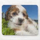 Recherche de chiots mignons tapis souris Animaux familiers