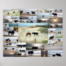 Recherche de chevaux sur la plage posters Sable