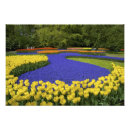 Suche nach lila tulpe poster Holland