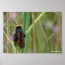 Suche nach wespen poster Natur