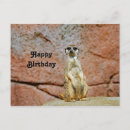 Recherche de suricate vœux cartes Suricata suricatta