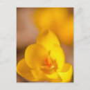 Suche nach krokus postkarten Frühjahr