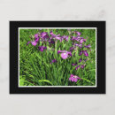Recherche de iris cartes postales Floraison