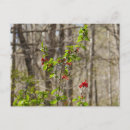 Recherche de buisson cartes postales Floral