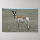 Suche nach antilopen poster Männliche antilope