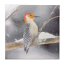 Recherche de ventre carreaux Oiseau
