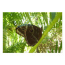 Suche nach blauer morpho schmetterling poster Grün