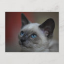Recherche de chaton siamois À l'intérieur