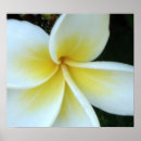 Suche nach frangipani poster Tropisch