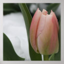 Suche nach tulip poster Pflanze