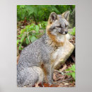 Suche nach cute fox poster Nature