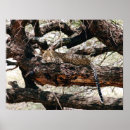 Suche nach leoparden poster Katze