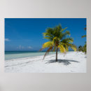 Suche nach kuba poster Palme