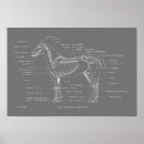 Recherche de anatomie cheval posters Squelette