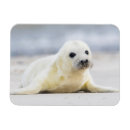 Recherche de bébé phoque magnets Mignon