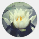 Recherche de stickers lotus autocollants Daughter