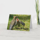Suche nach waxwing karten Fotografie