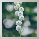 Suche nach lilly poster Fotografie