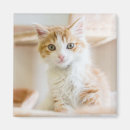 Recherche de orange chat magnets Mignon