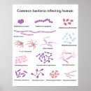 Recherche de microbiologiste posters Microbe
