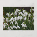 Recherche de snowdrops cartes postales Printemps