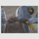 Recherche de empereurs Animaux