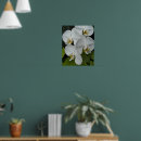 Suche nach weiße orchideen poster Botanisch