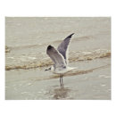 Suche nach seemöwen alle poster Küsten