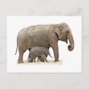 Suche nach mutter und baby postkarten Wild